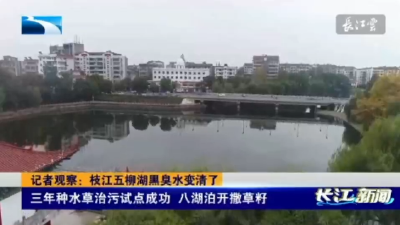 【长江新闻】枝江：探索种草治湖新路径 黑臭水体还清变美