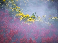 精彩湖北 | 秋花秋草，如梦似幻
