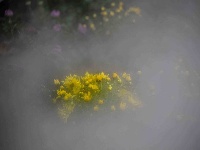 精彩湖北 | 秋花秋草，如梦似幻