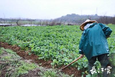 湖北将迎今冬极端最低气温，油菜防冻怎么做？专家提出5点意见