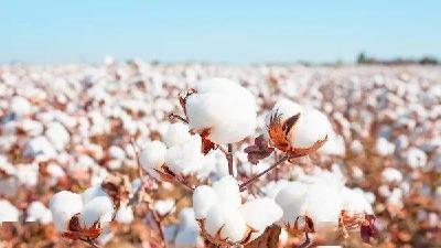 近七分之一由湖北检验  今年湖北省“新疆棉” 公证检验量逾50万吨