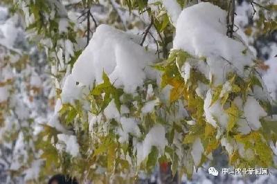 湖北省各地农业农村部门积极防灾减损