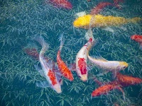 精彩湖北 | 秋花秋草，如梦似幻