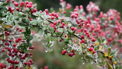 全国赏雾凇地图请收好！一览各地最佳观赏期