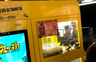 银行拿“万元活猫”当奖品？每一种生命都值得尊重