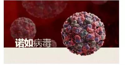家长注意！诺如病毒感染性腹泻来袭，快来看看怎样科学预防