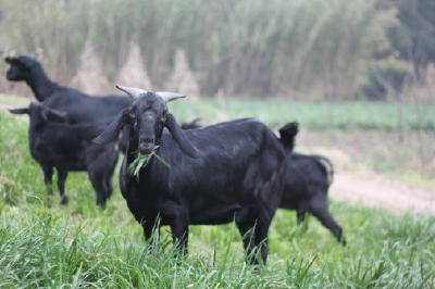 冬养黑山羊败血性链球菌病要预防
