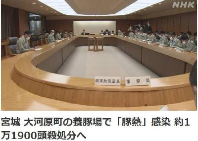 日本一养猪场现猪瘟疫情 约1.2万头猪被扑杀