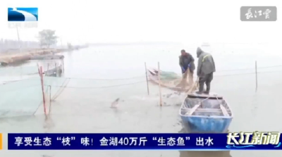 【长江新闻】享受生态“枝”味！金湖40万斤“生态鱼”出水