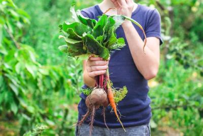 初冬必吃这“仙草根”，还是天然“护肝宝”！控血糖也在行，聚餐解酒绝不能错过