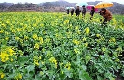 ​2021年油菜抗寒防冻技术指导意见