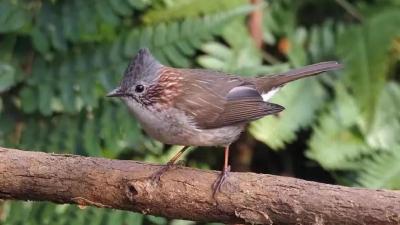 第432个鸟类新记录 武汉发现栗耳凤鹛