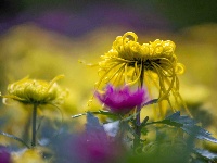 精彩湖北 | 秋花秋草，如梦似幻