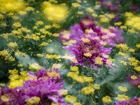 精彩湖北 | 秋花秋草，如梦似幻