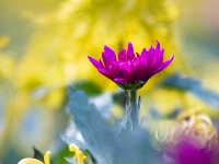 精彩湖北 | 秋花秋草，如梦似幻