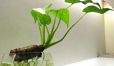 滴水观音开花是什么兆头？如何养护？
