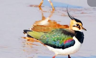 鸟儿想靠颜值出圈，原来也要看“发型”