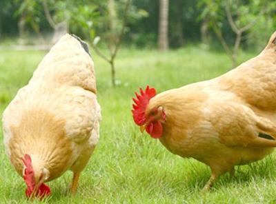 我国首个屠宰型优质肉鸡新品种在江苏诞生