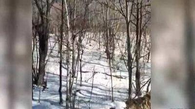元旦兜风偶遇幼年东北虎？网友：新的一年虎虎生威！