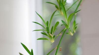 分享六种能够吸收甲醛、苯的家养花草