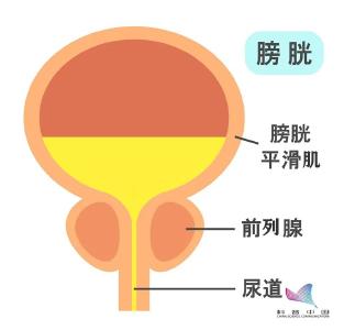 热搜第一！憋尿憋到尿血，你所知道憋尿的危害远远还不够…