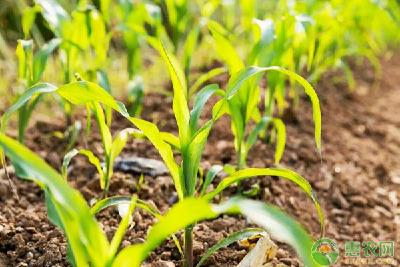 种玉米用什么肥料最好？