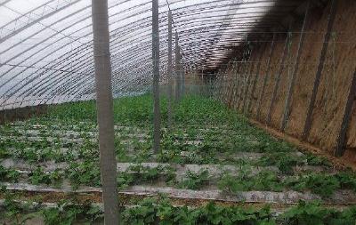 栽培瓜果蔬菜建造什么样的大棚好？