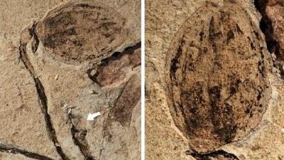 中国科学家在内蒙古地区发现侏罗纪时期花蕾