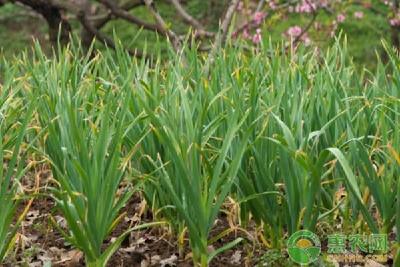 大蒜田常见的杂草及除草方法