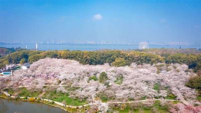 武汉建立四级林长制