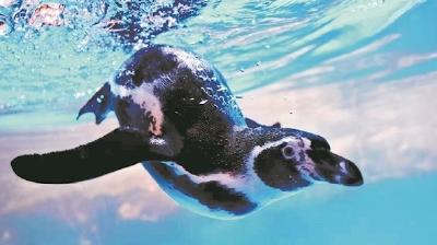 海洋公园企鹅元旦生蛋 游客可近距离见证孵化过程
