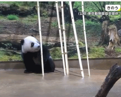 旅日双胞胎熊猫将正式同游客见面：必须抽签看 300多人中1人