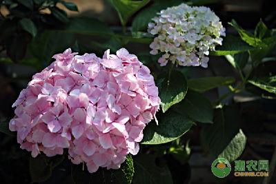 绣球花有哪些常见病害？如何防治？