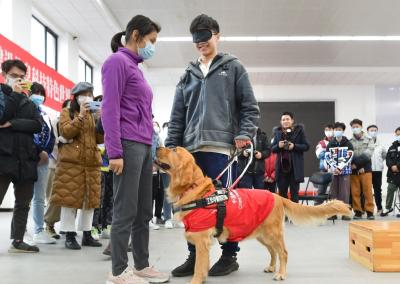 “中国导盲犬”将亮相北京冬残奥会 首次佩戴追溯防伪标识