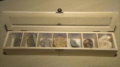 远古物种冒名出境，海关查获一批次古生物化石