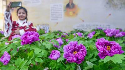 牡丹花、兰花、桃花、郁金香，来花花世界的武汉植物园过元宵吧！