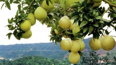 春季蜜柚怎么管理？春剪、环割、施肥需要重视