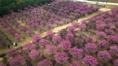 中国新闻网：武汉梅花盛开，春意扑面而来
