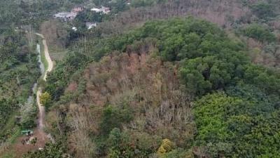 一颗树占地近10亩！海南800年大榕树“独木成林”成奇观