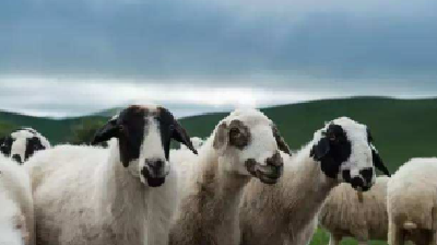 春季养羊怎样长得快？春季养羊应该注意什么？