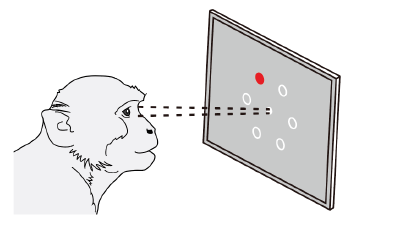 我国科学家首次揭示“时空”记忆在猕猴大脑中表征的几何结构