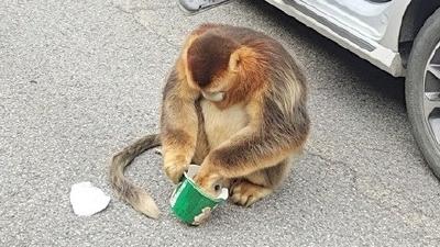 神农架：金丝猴景区“散步”，伺机上车觅食