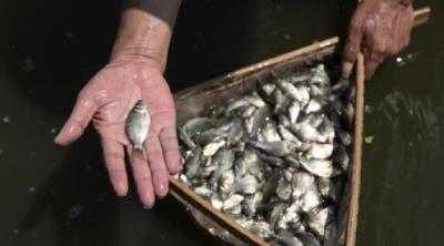 春天鱼苗入池如何提高存活率？