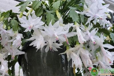 如何预防蟹爪兰烂根？