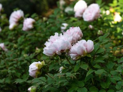 本周最高气温17°C，这些花儿到了最佳观赏期