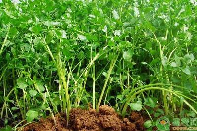 芹菜抽薹的症状、原因及预防措施