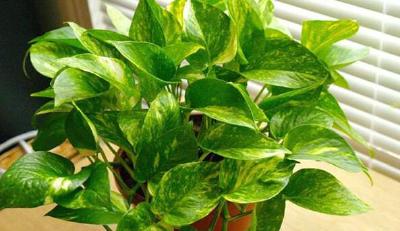 绿萝怎么修剪？有哪些注意事项？