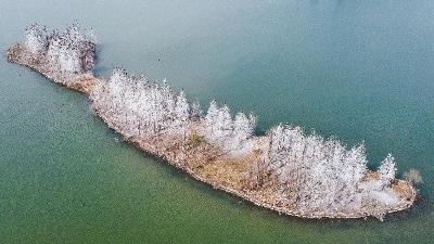 东湖鸟岛惊现“雾凇” 原来是候鸟无意间造景
