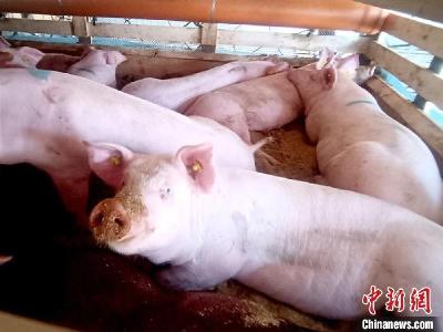 生猪价格6元一斤！养猪“卖一头赔一头”