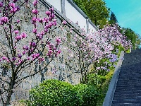 组图｜峡江春意浓，玉兰争艳时！